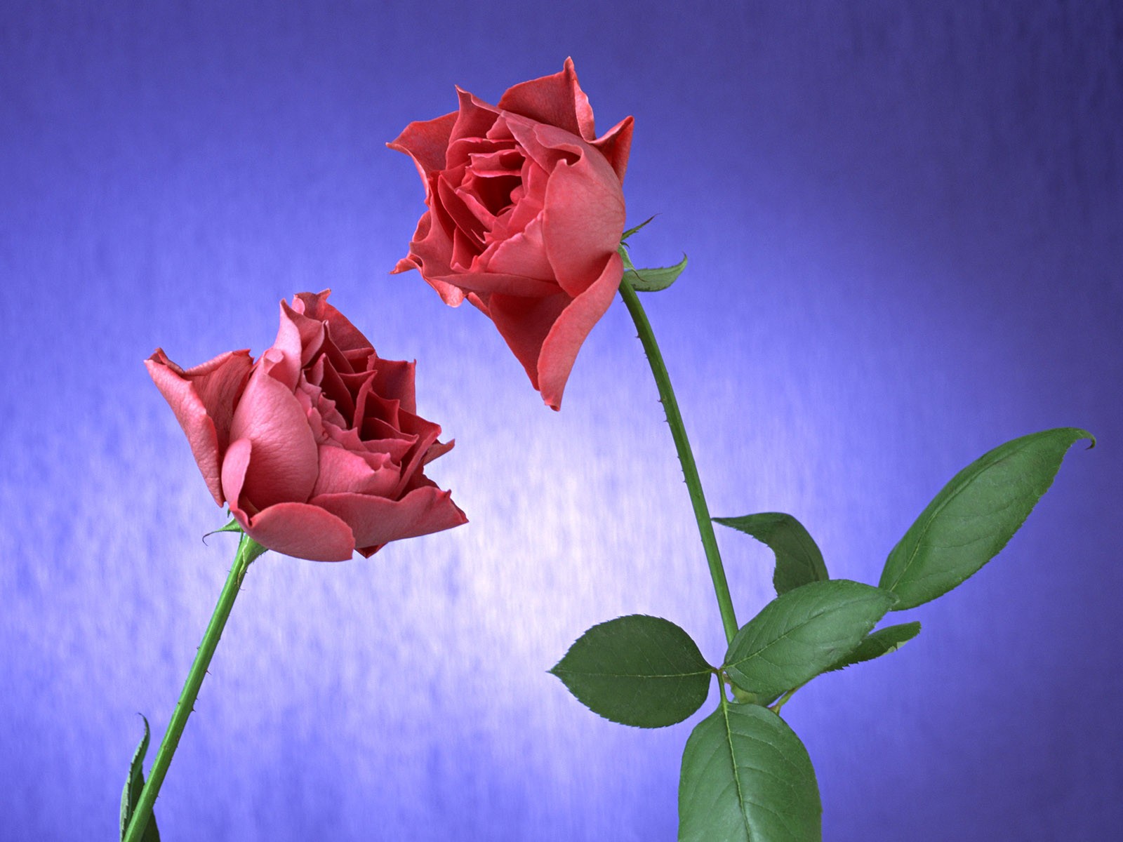 Flower Hintergrundbilder Selection (2) #30 - 1600x1200