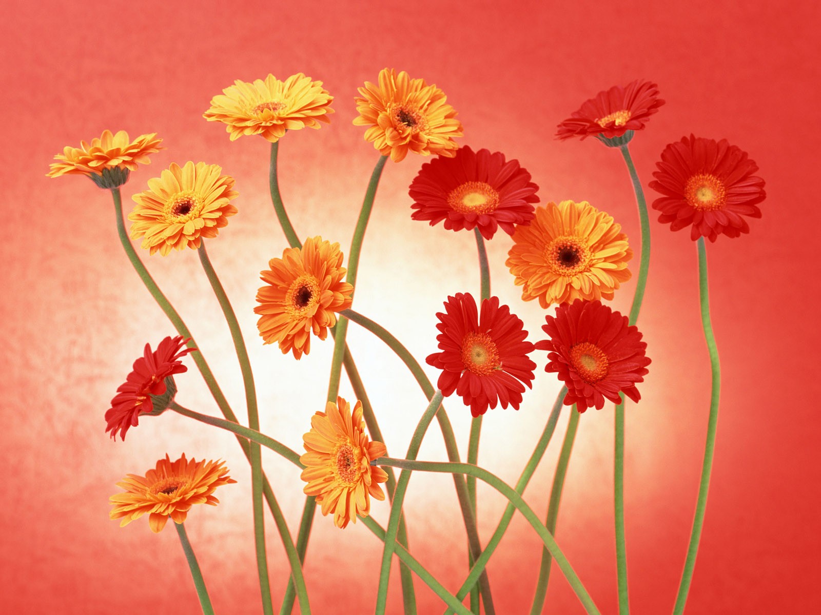 Květ Tapety na plochu výběr (2) #34 - 1600x1200
