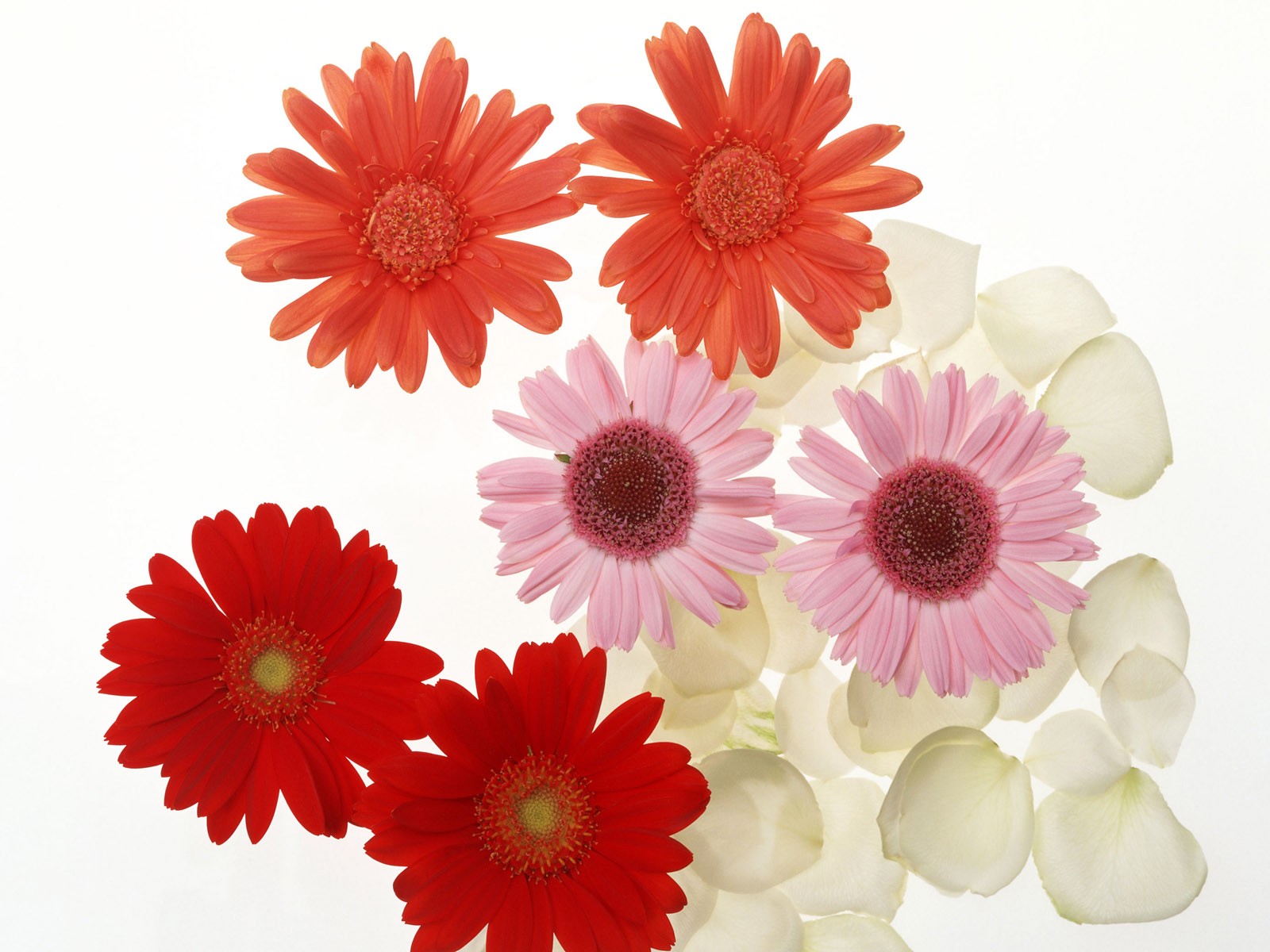 Flower Hintergrundbilder Selection (2) #35 - 1600x1200