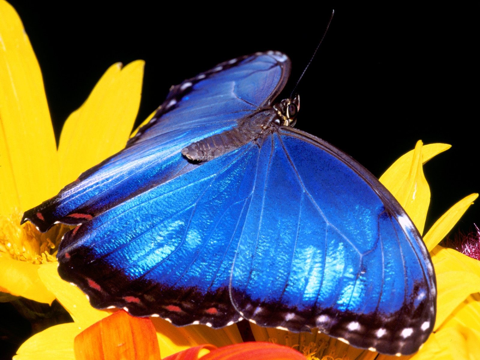 Butterfly Foto tapety (2) #2 - 1600x1200