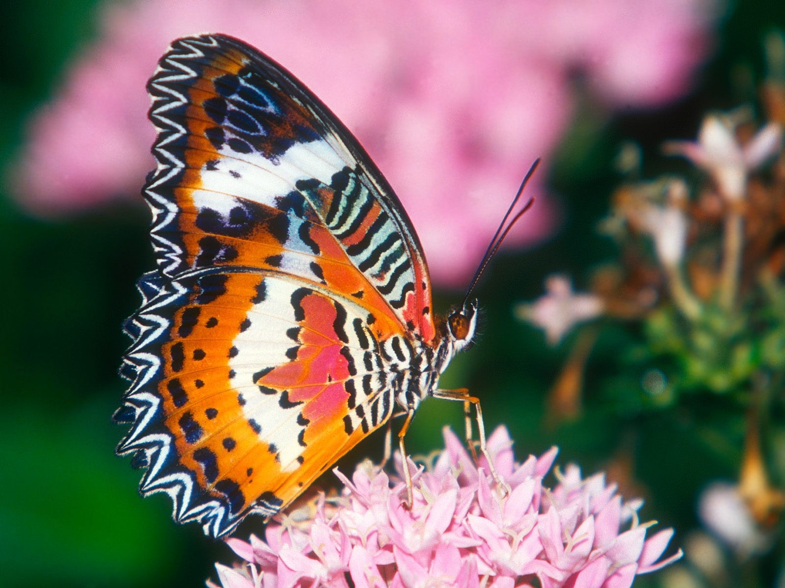 Fondo de pantalla de fotos de mariposas (1) #1 - 1600x1200