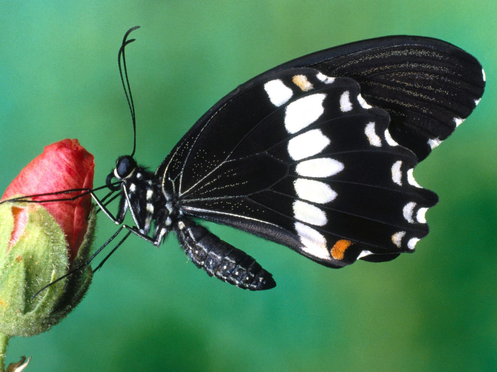 Butterfly Photo Wallpaper (1) #3 - 1600x1200