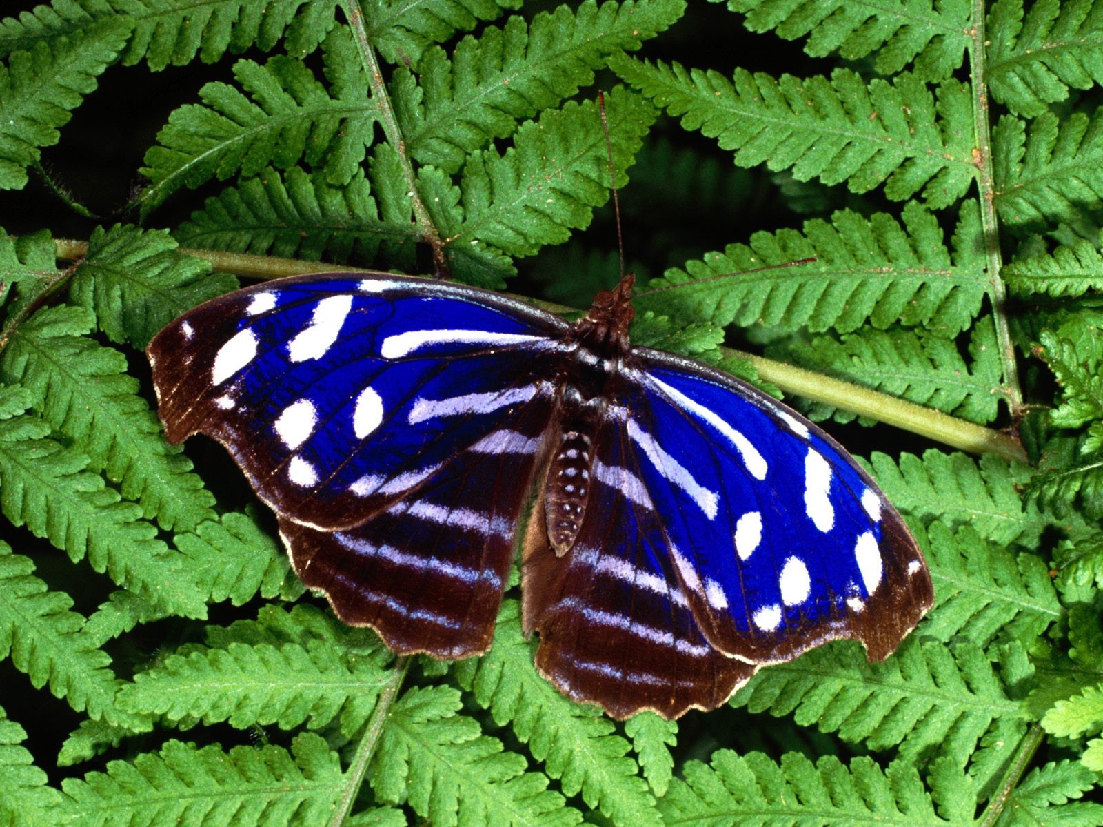 Бабочка Фото обои (1) #6 - 1600x1200