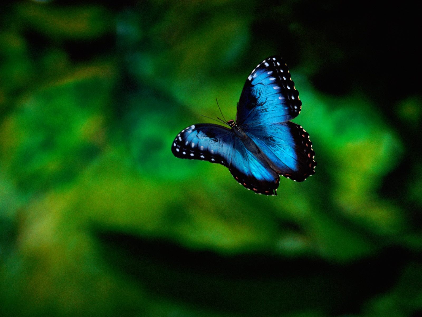 Fondo de pantalla de fotos de mariposas (1) #9 - 1600x1200
