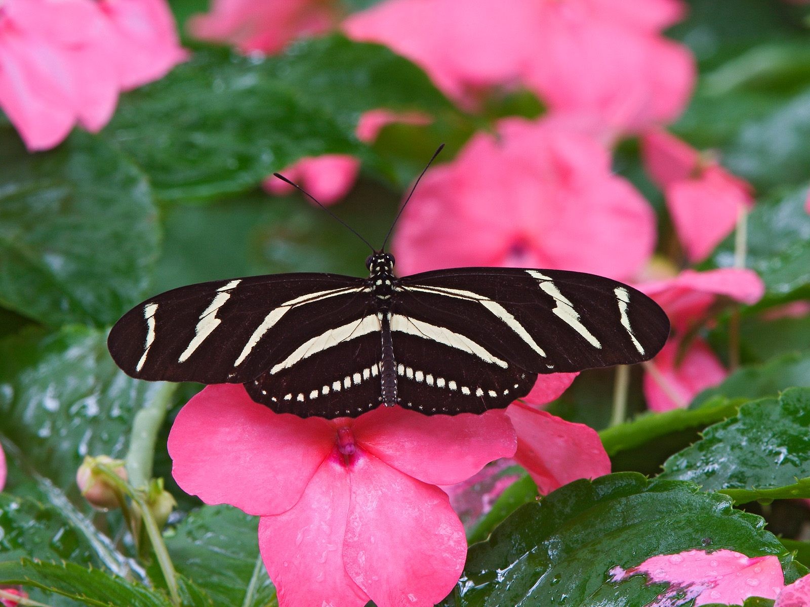 Butterfly Foto tapety (1) #12 - 1600x1200