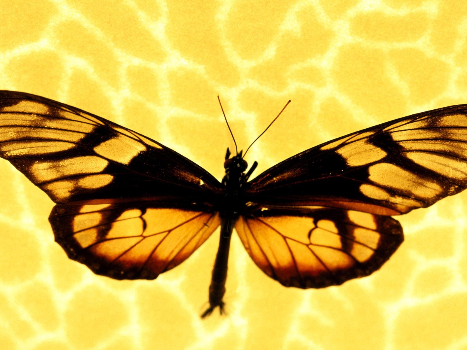 Fondo de pantalla de fotos de mariposas (1) #13 - 1600x1200