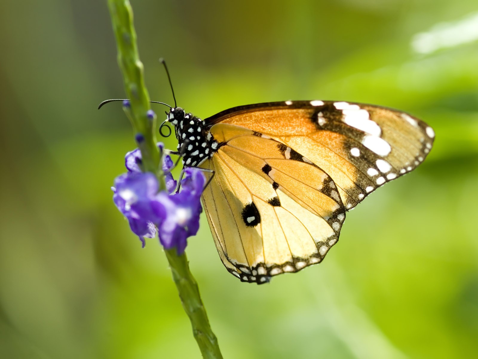 Fondo de pantalla de fotos de mariposas (1) #17 - 1600x1200