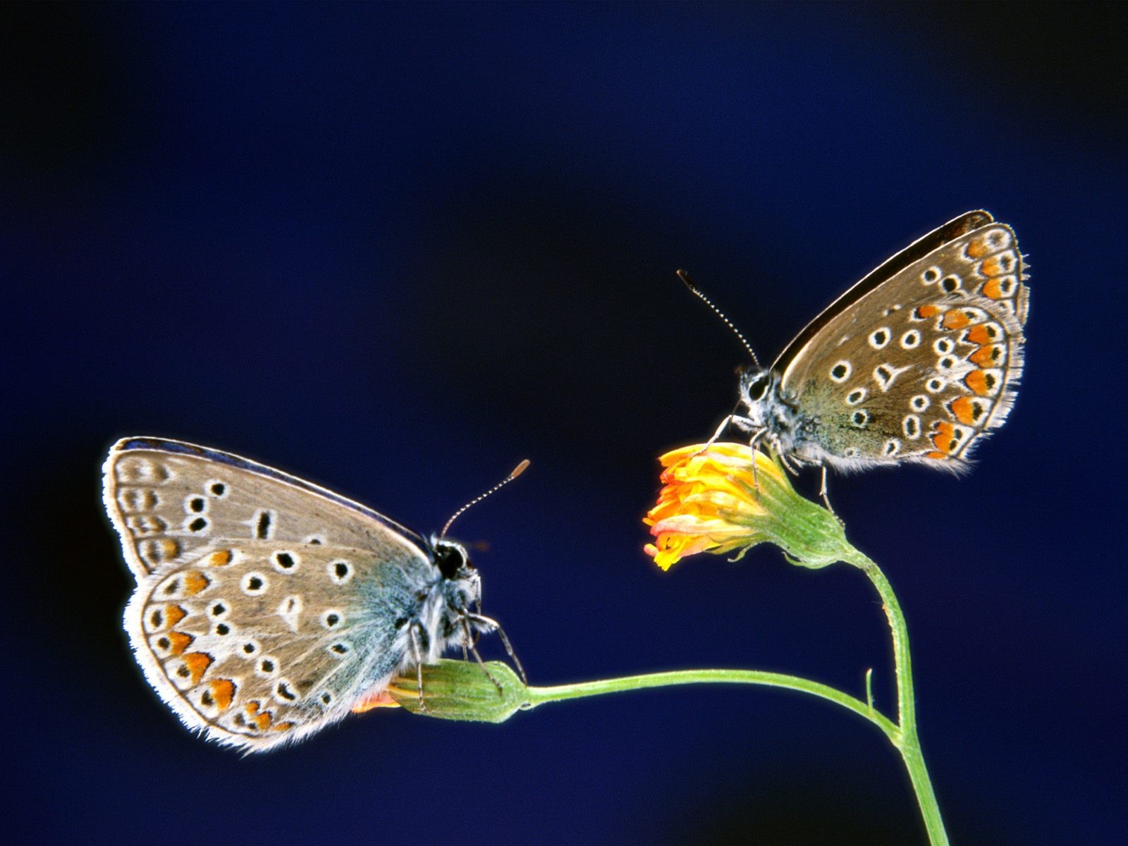 Fondo de pantalla de fotos de mariposas (1) #20 - 1600x1200