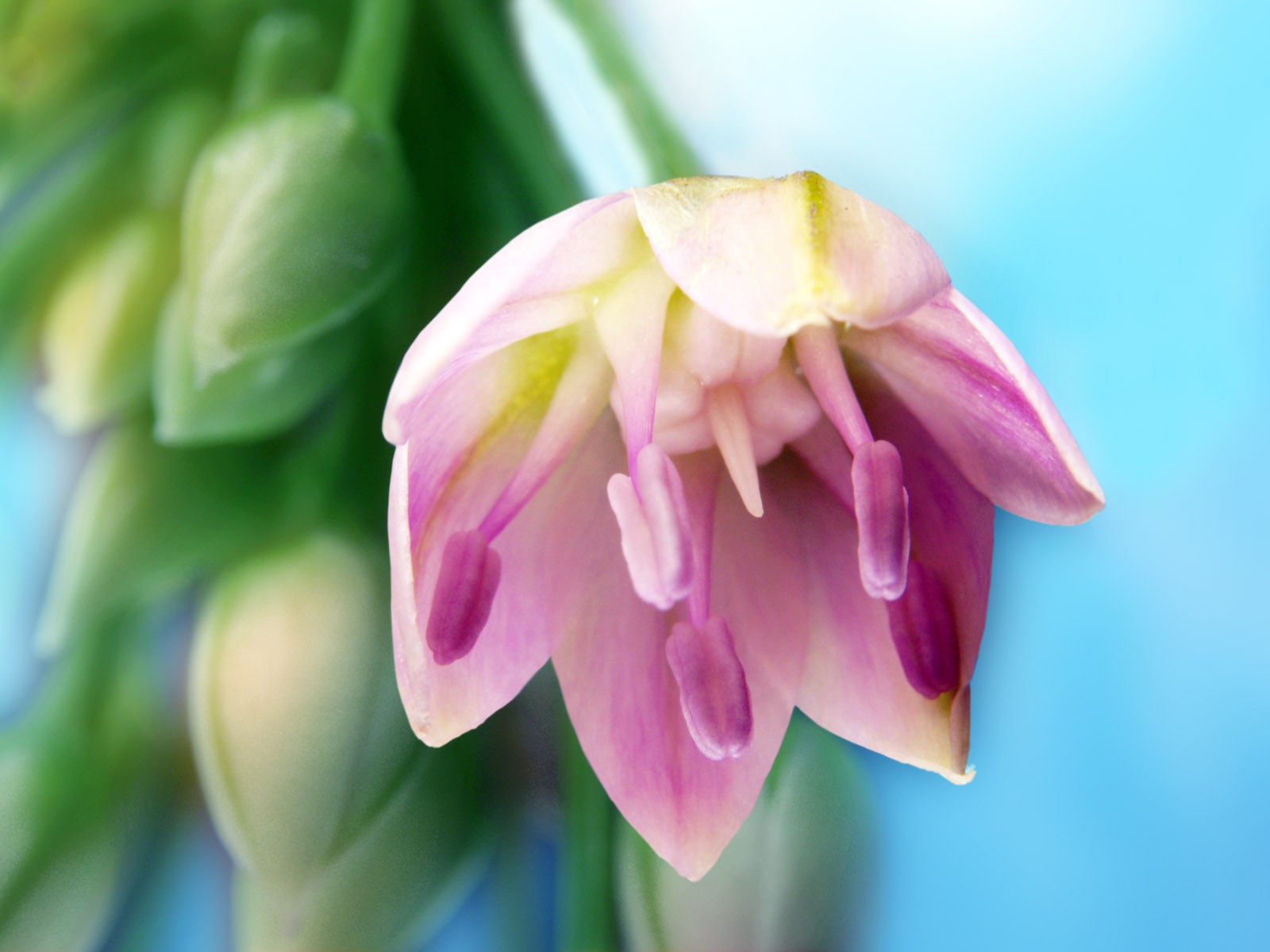 Květiny close-up (1) #8 - 1600x1200