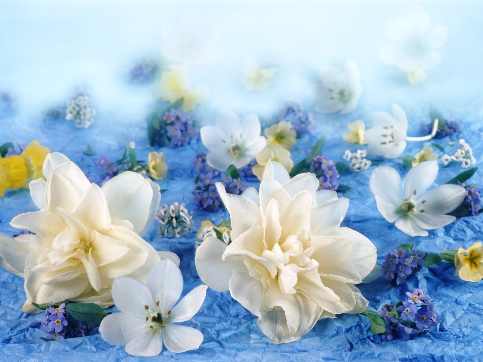Květiny close-up (1) #12 - 1600x1200