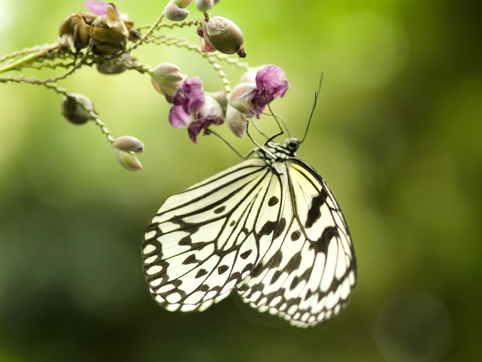 Fondo de pantalla de fotos de mariposas (3) #10 - 1600x1200