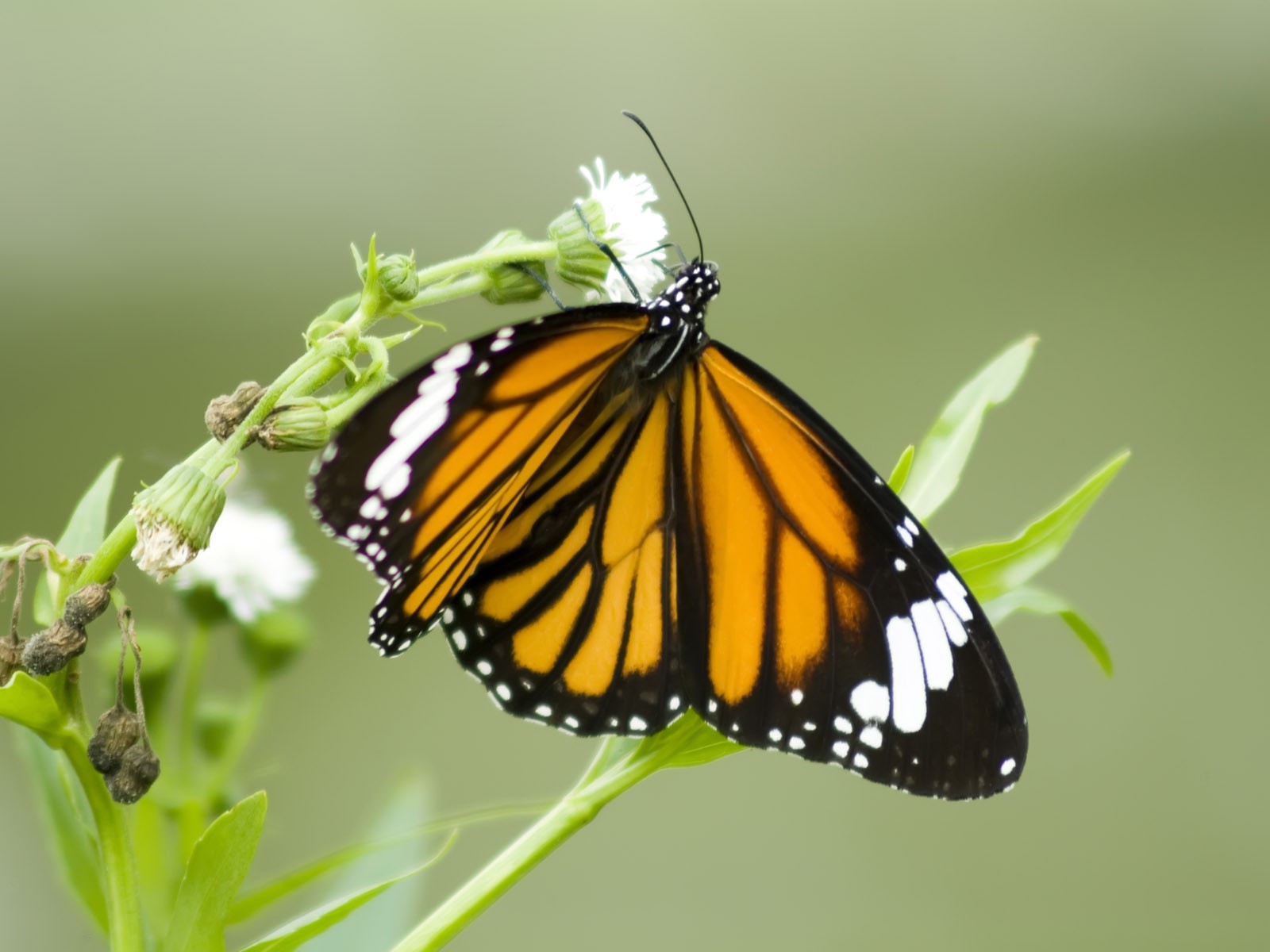 Fondo de pantalla de fotos de mariposas (3) #14 - 1600x1200
