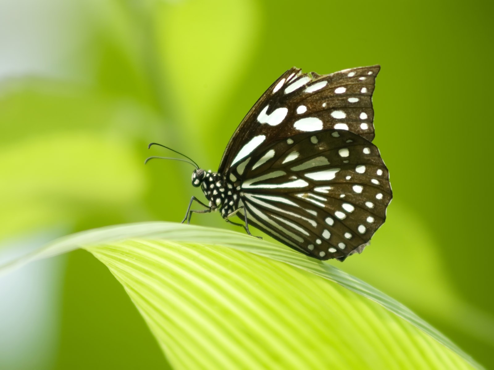 Fondo de pantalla de fotos de mariposas (3) #20 - 1600x1200