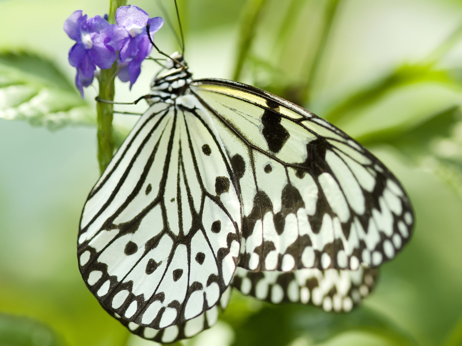 Fondo de pantalla de fotos de mariposas (3) #24 - 1600x1200