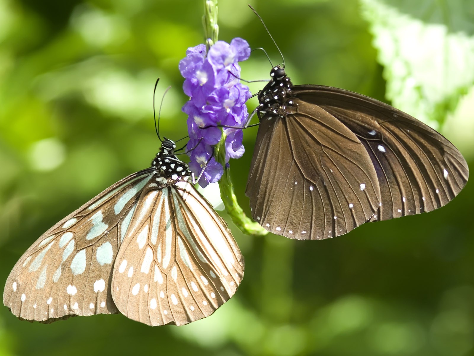 Fondo de pantalla de fotos de mariposas (3) #26 - 1600x1200