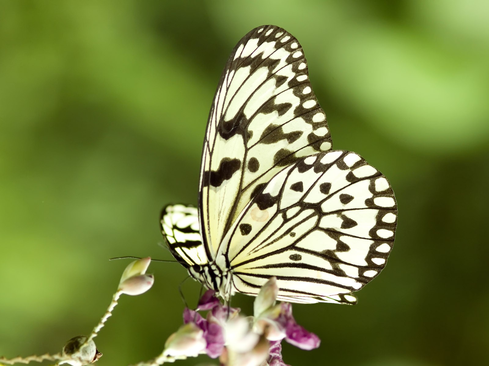 Fondo de pantalla de fotos de mariposas (3) #28 - 1600x1200