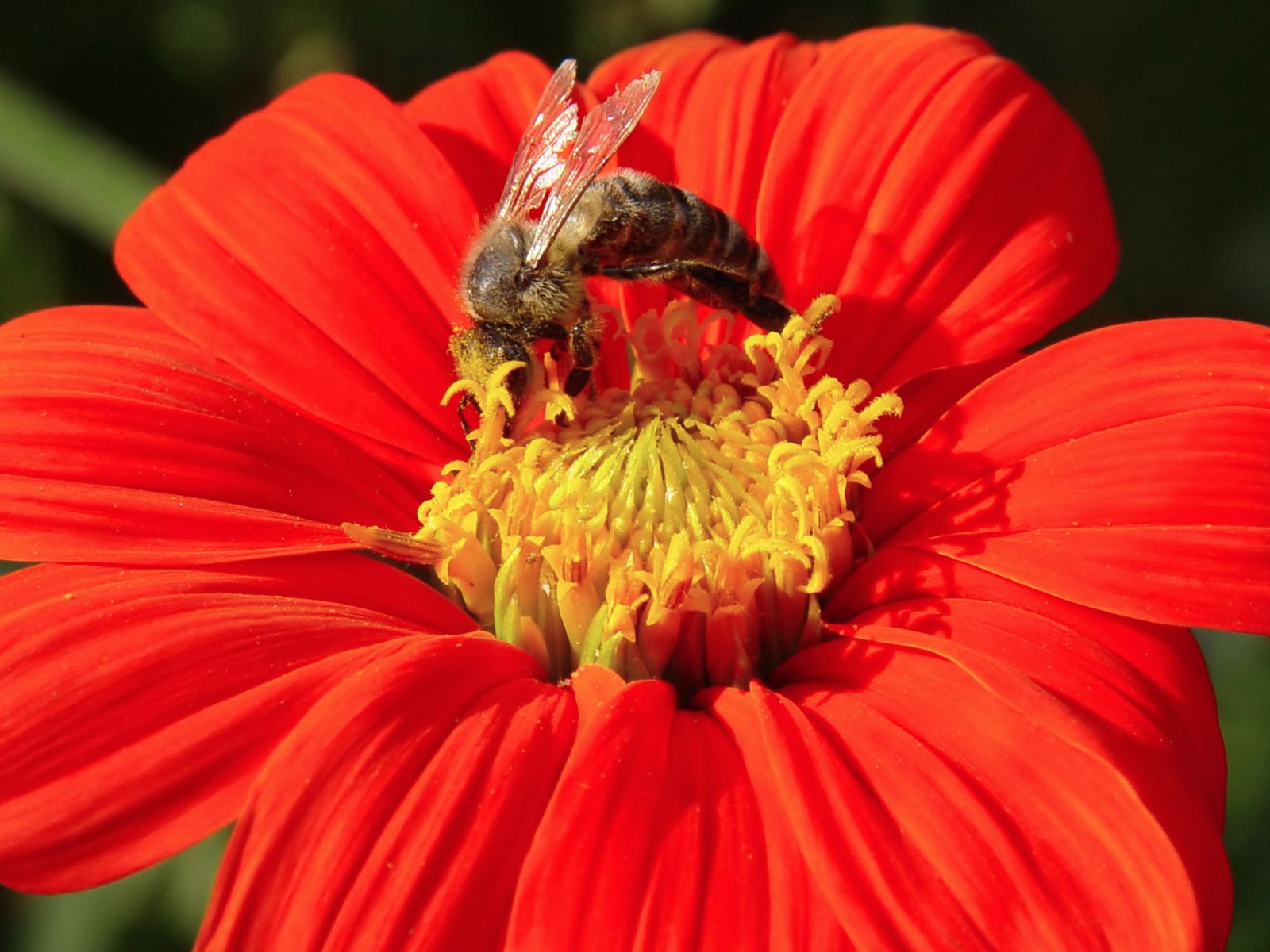 Láska Bee květin tapety (1) #3 - 1600x1200