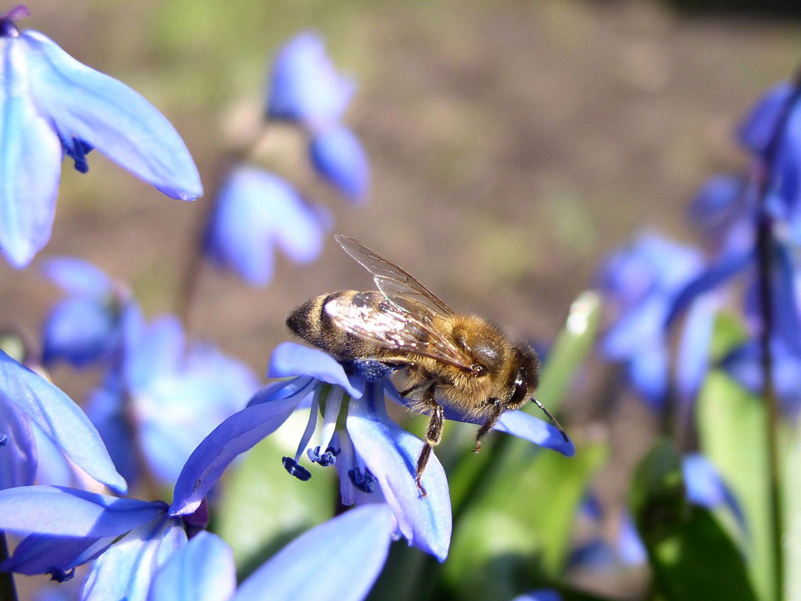 Láska Bee květin tapety (1) #4 - 1600x1200