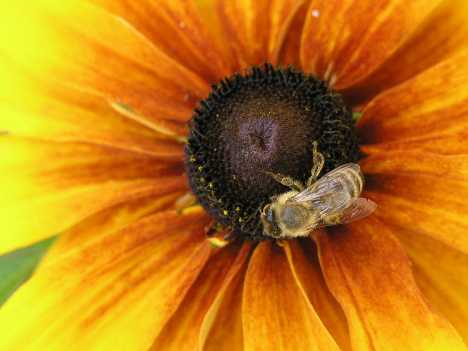 Láska Bee květin tapety (1) #7 - 1600x1200
