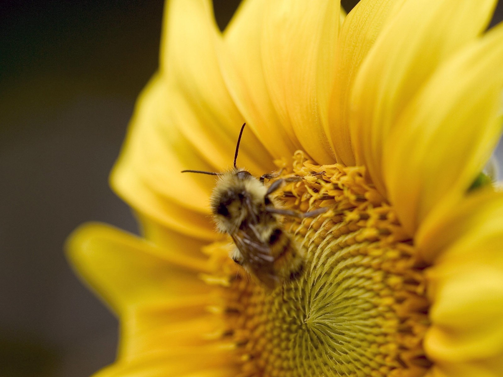 Láska Bee květin tapety (1) #8 - 1600x1200