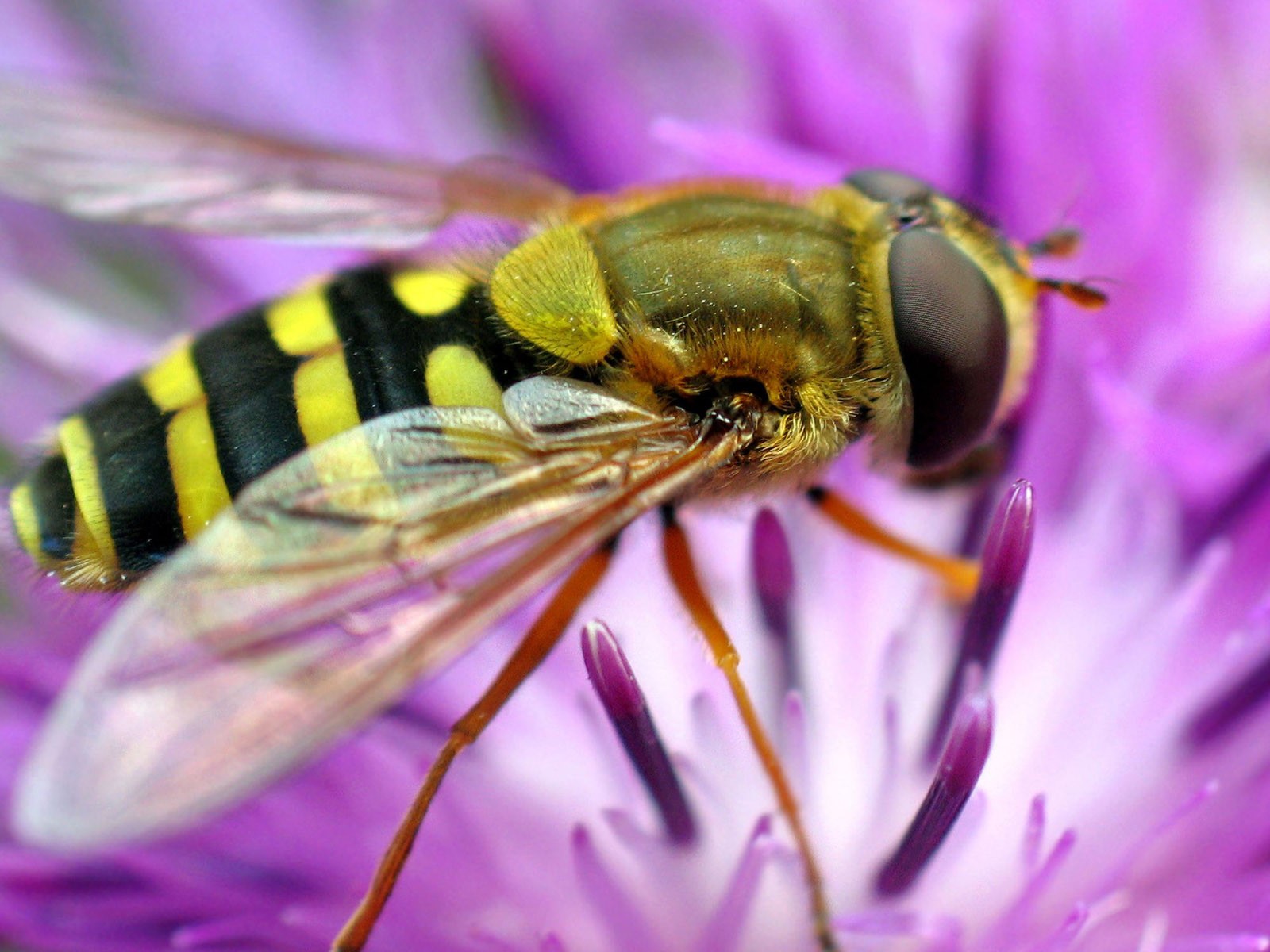 Láska Bee květin tapety (1) #14 - 1600x1200