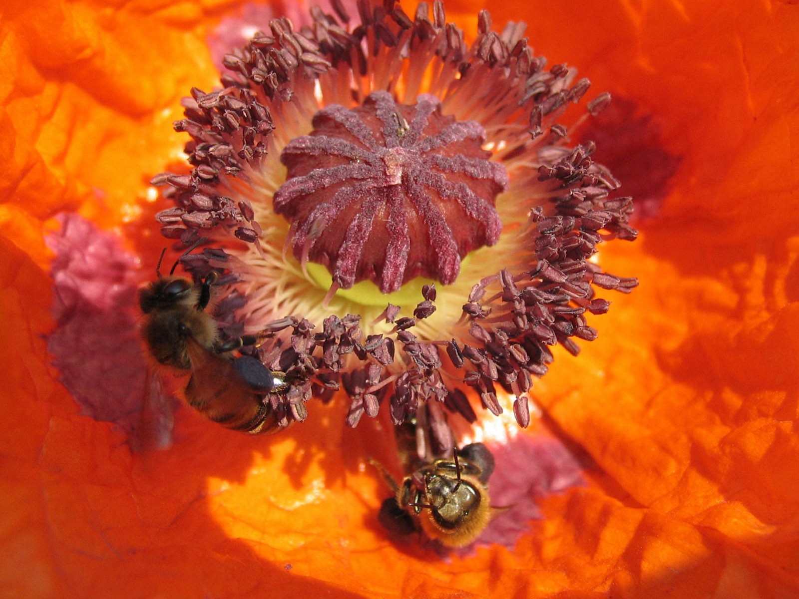 Láska Bee květin tapety (1) #15 - 1600x1200