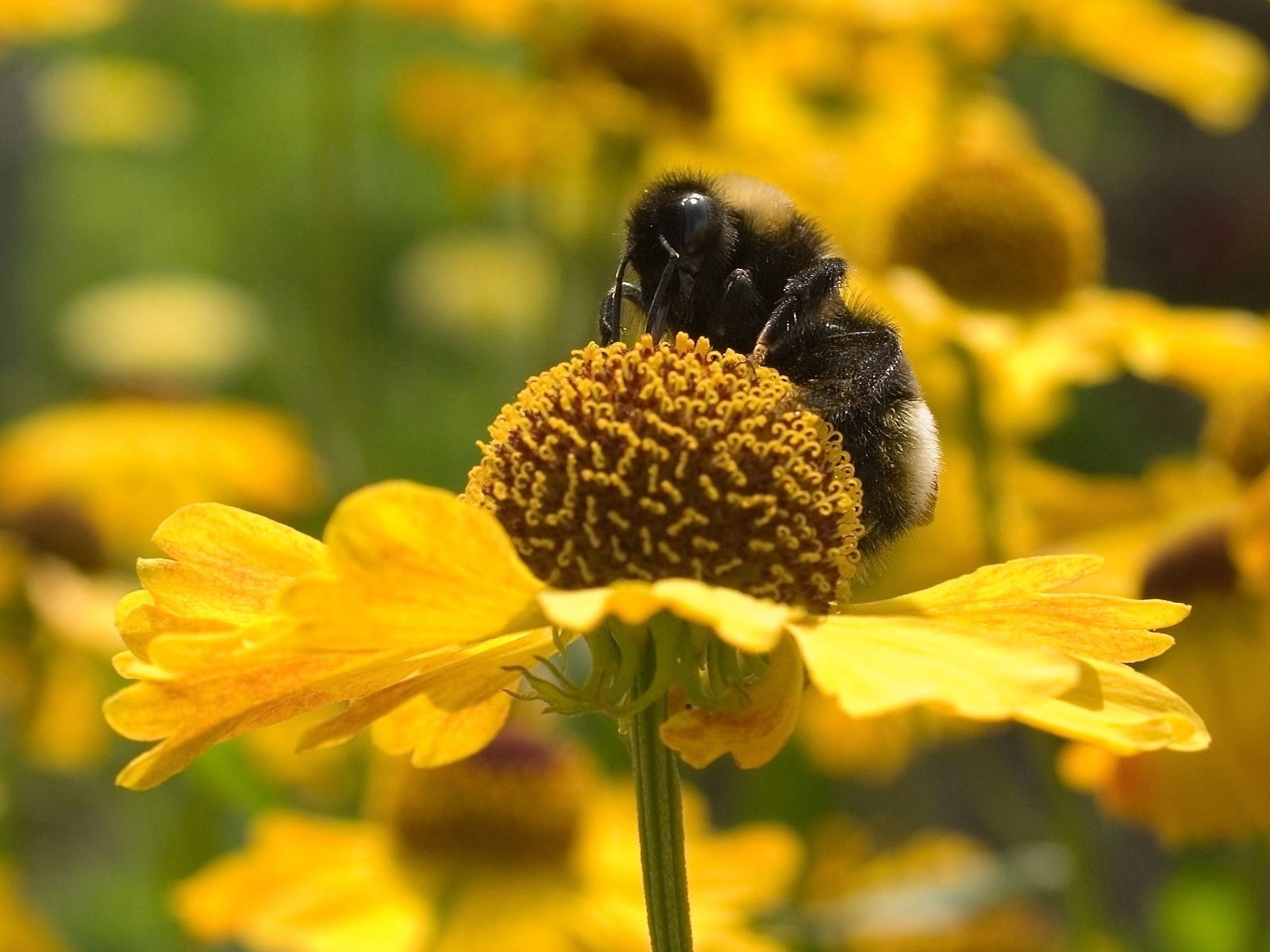Láska Bee květin tapety (1) #16 - 1600x1200
