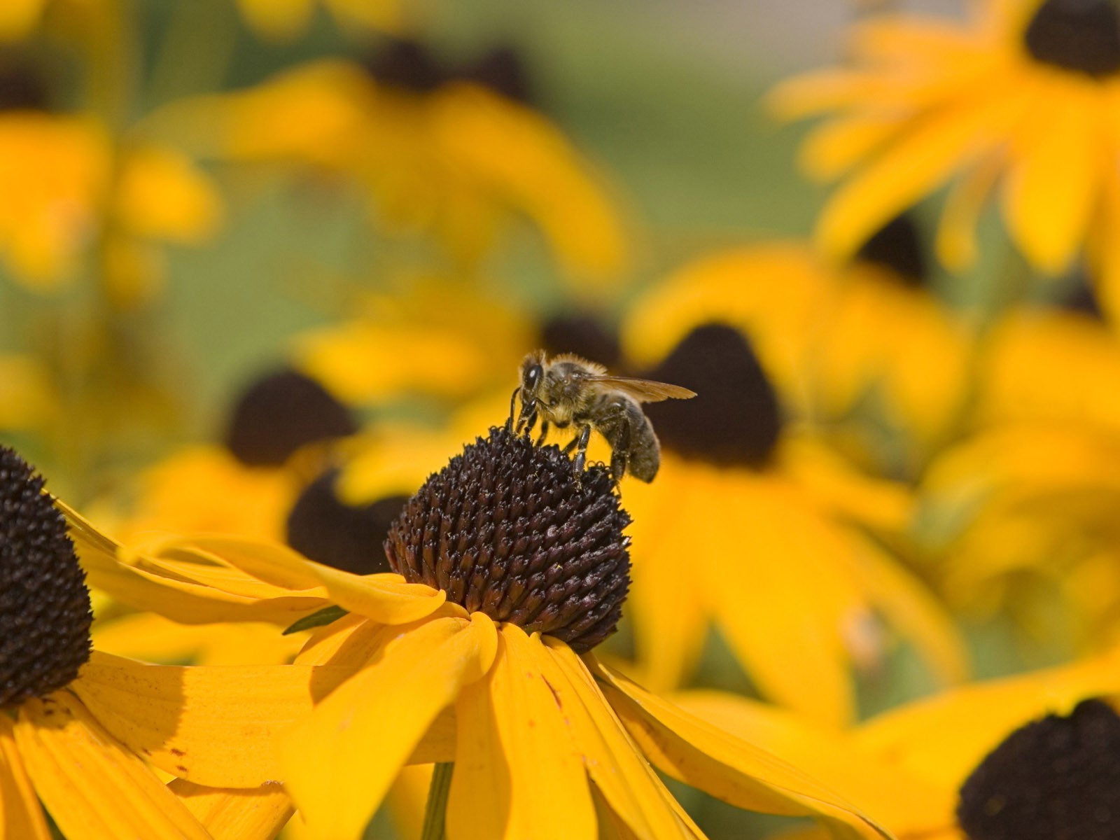 Láska Bee Květina tapetu (2) #8 - 1600x1200