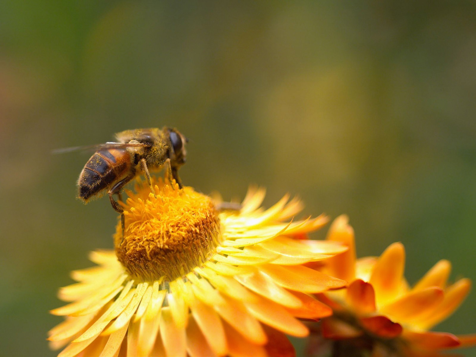 Láska Bee Květina tapetu (2) #13 - 1600x1200