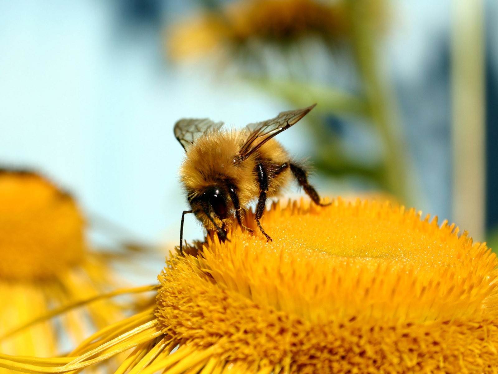 Láska Bee Květina tapetu (2) #15 - 1600x1200
