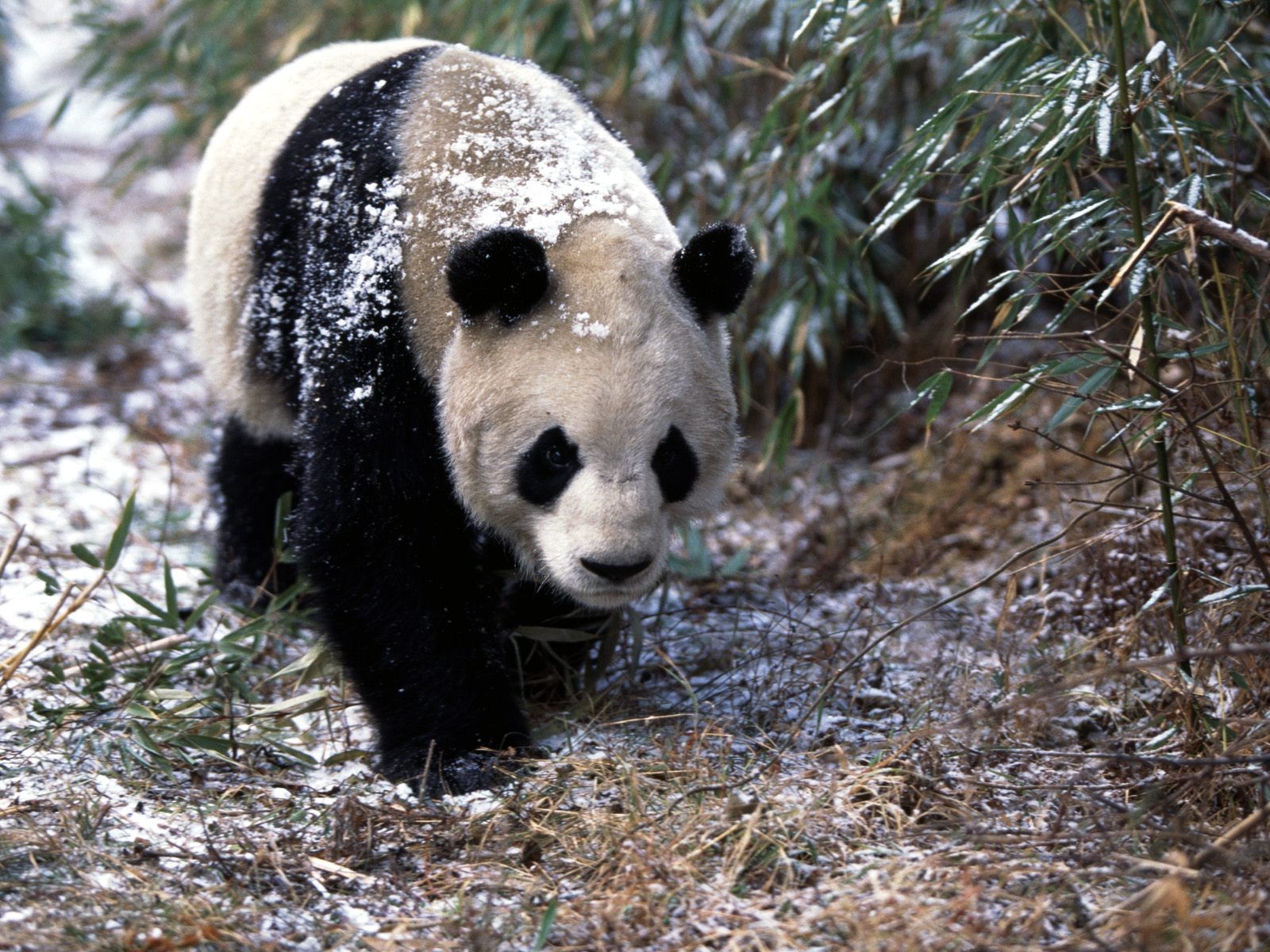 Fond d'écran album Panda #3 - 1600x1200