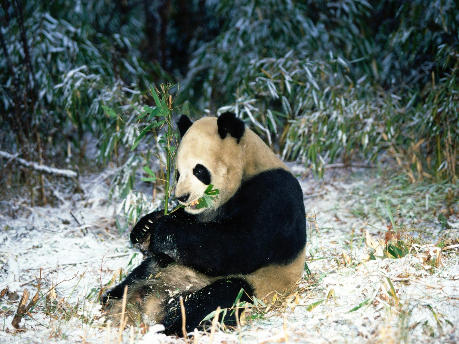 Fond d'écran album Panda #5 - 1600x1200