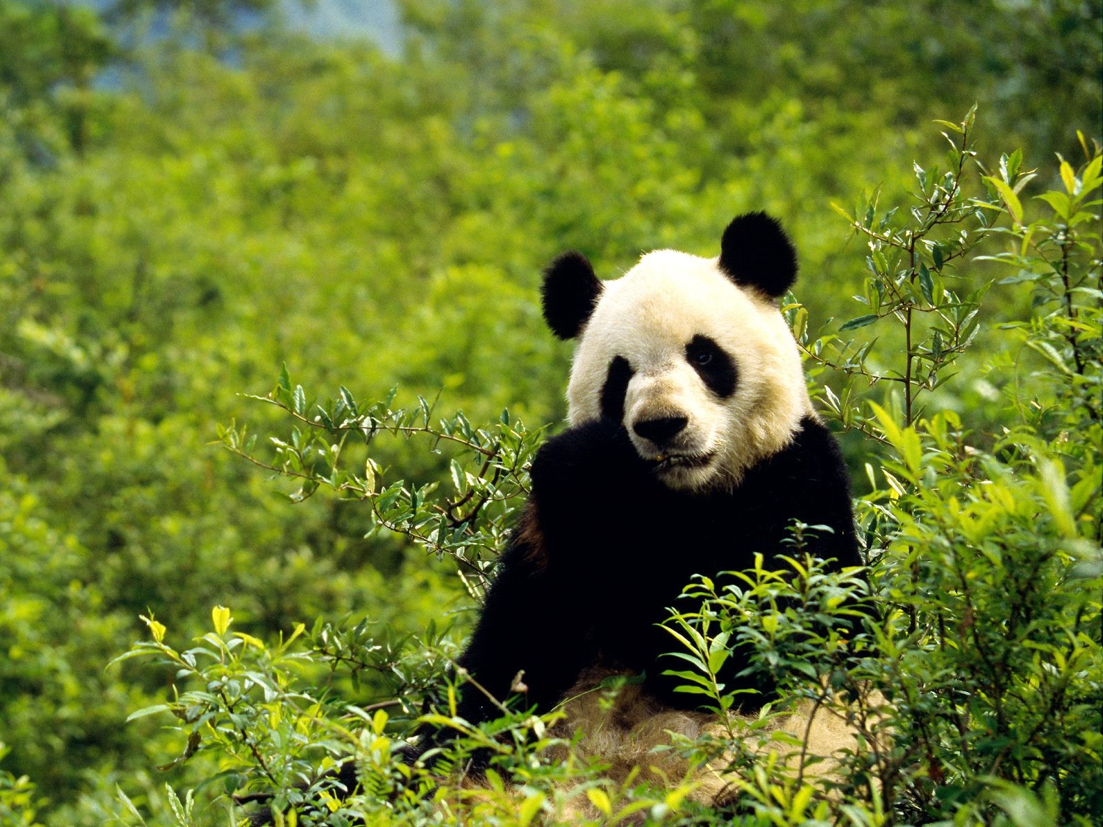 Fond d'écran album Panda #8 - 1600x1200