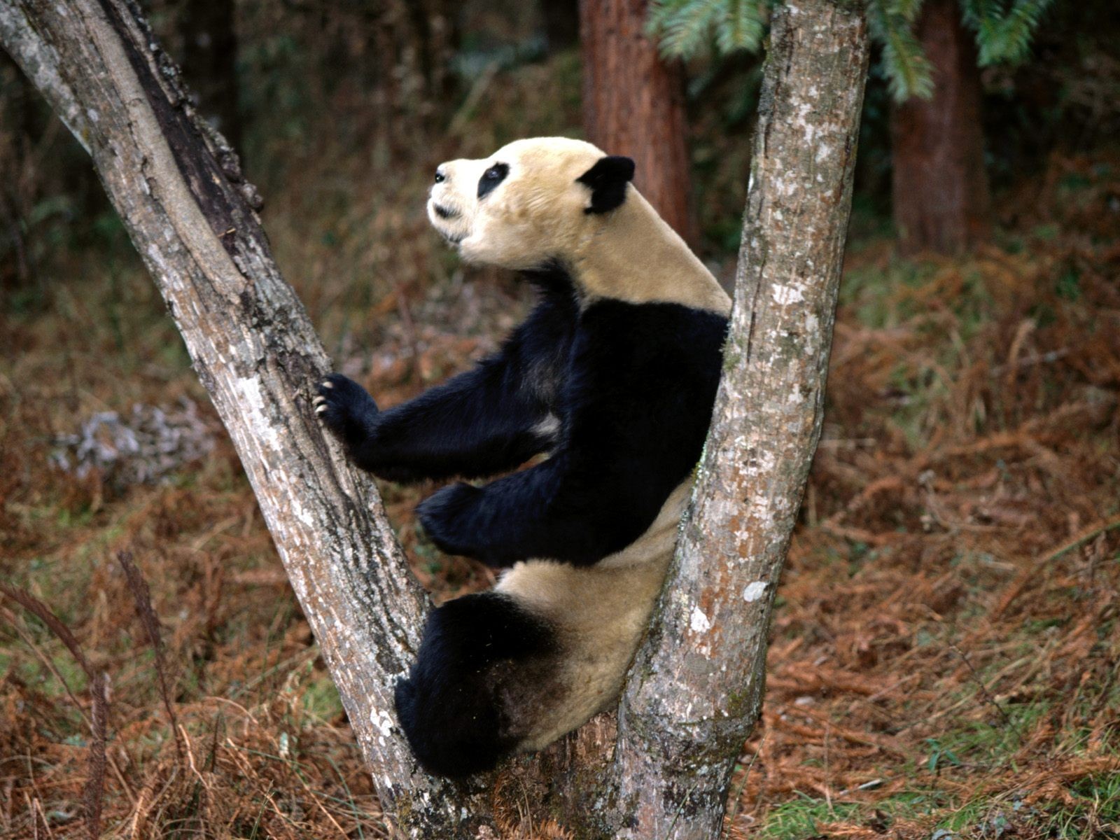 国宝熊猫壁纸专辑10 - 1600x1200
