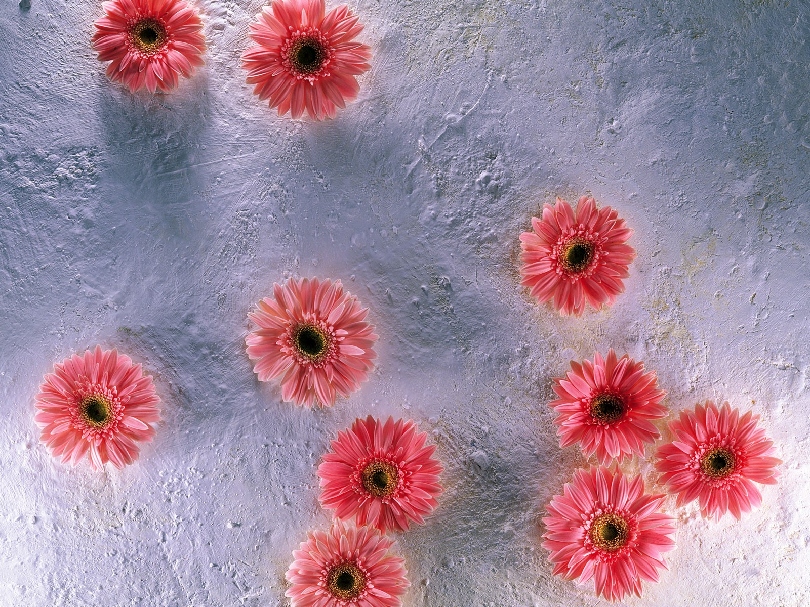 室内の花の壁紙(1) #25 - 1600x1200