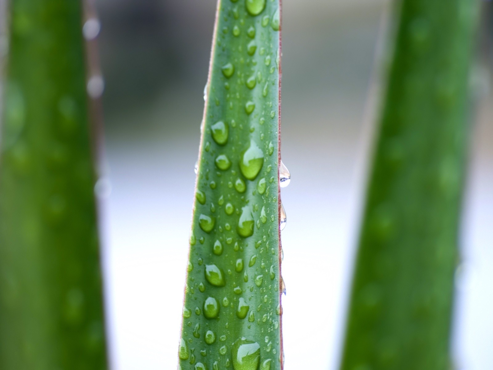  Vistaの植物の壁紙(6) #3 - 1600x1200