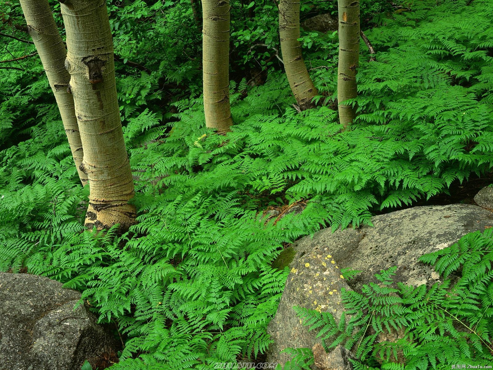 Cataratas del Bosque Fondo de pantalla HD #4 - 1600x1200