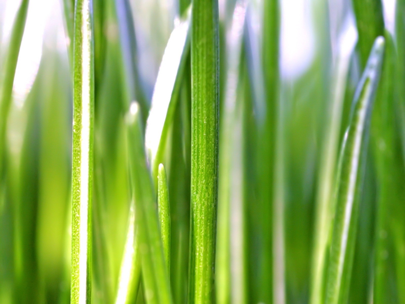  Vistaの植物の壁紙(5) #29 - 1600x1200