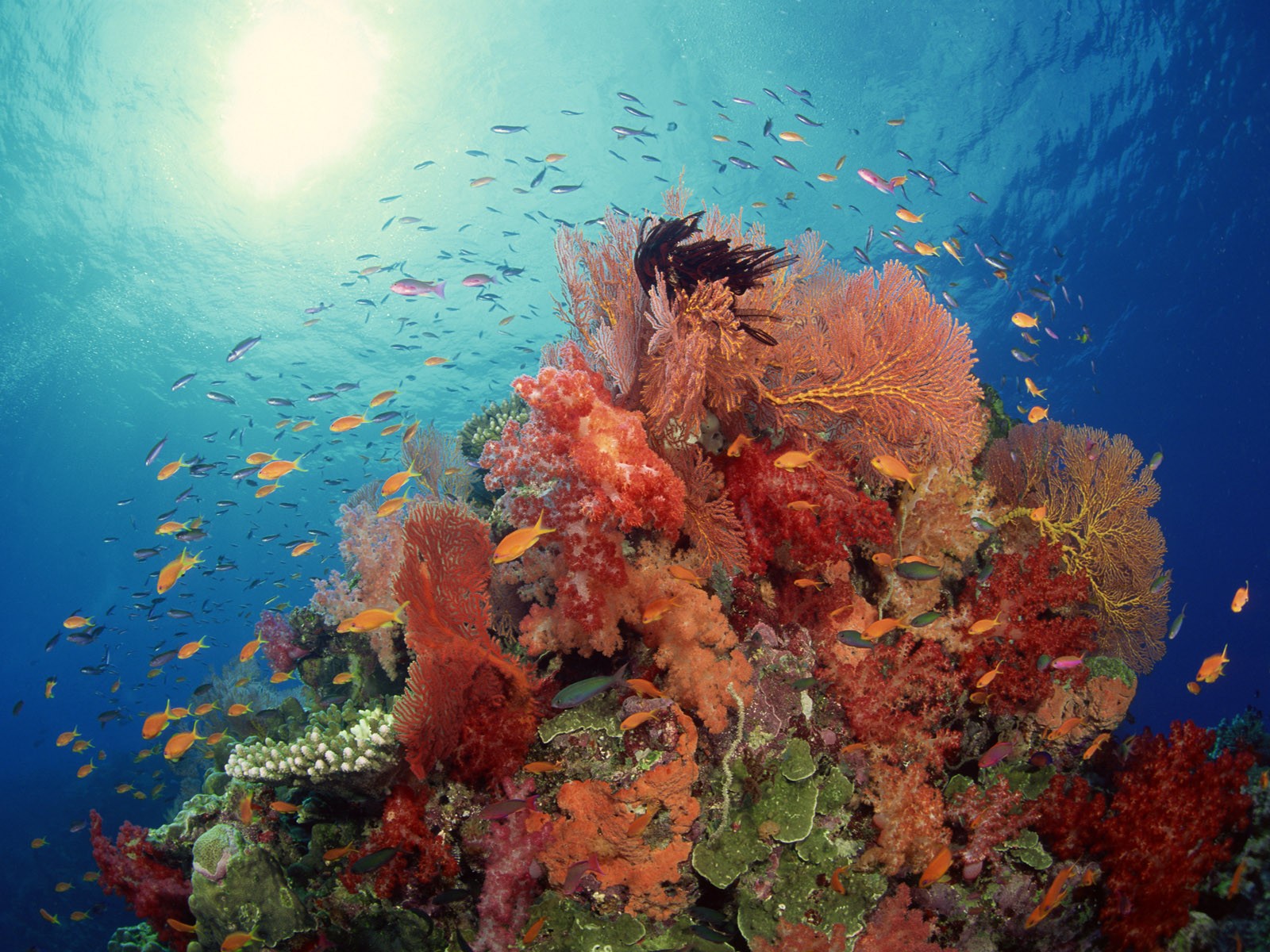 Zábava Underwater World (2) #11 - 1600x1200