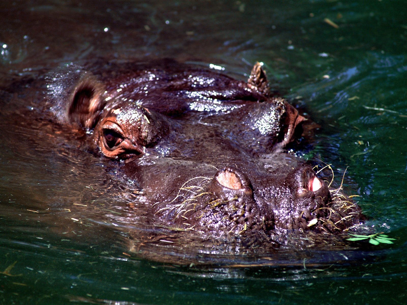 Hippo Фото обои #3 - 1600x1200