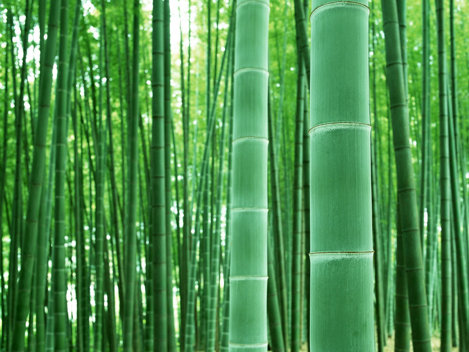 Papel tapiz verde de bambú #4 - 1600x1200