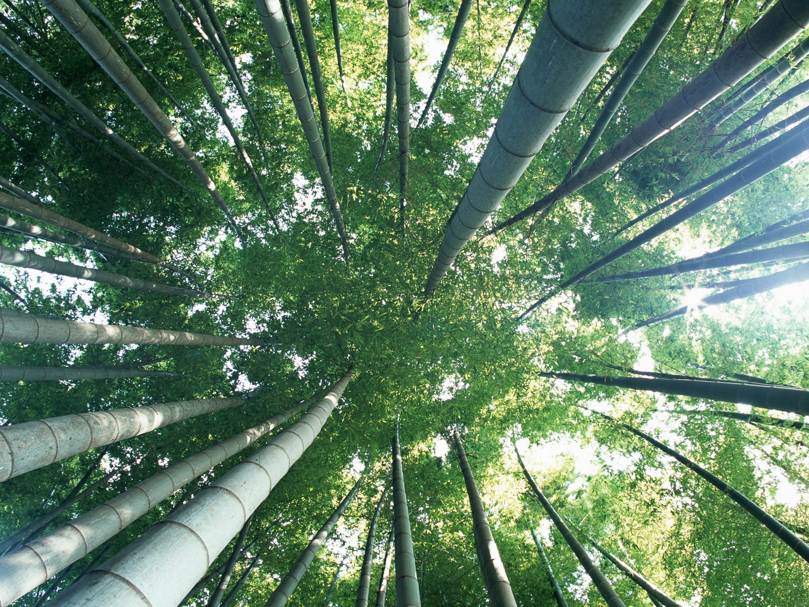 Papel tapiz verde de bambú #7 - 1600x1200