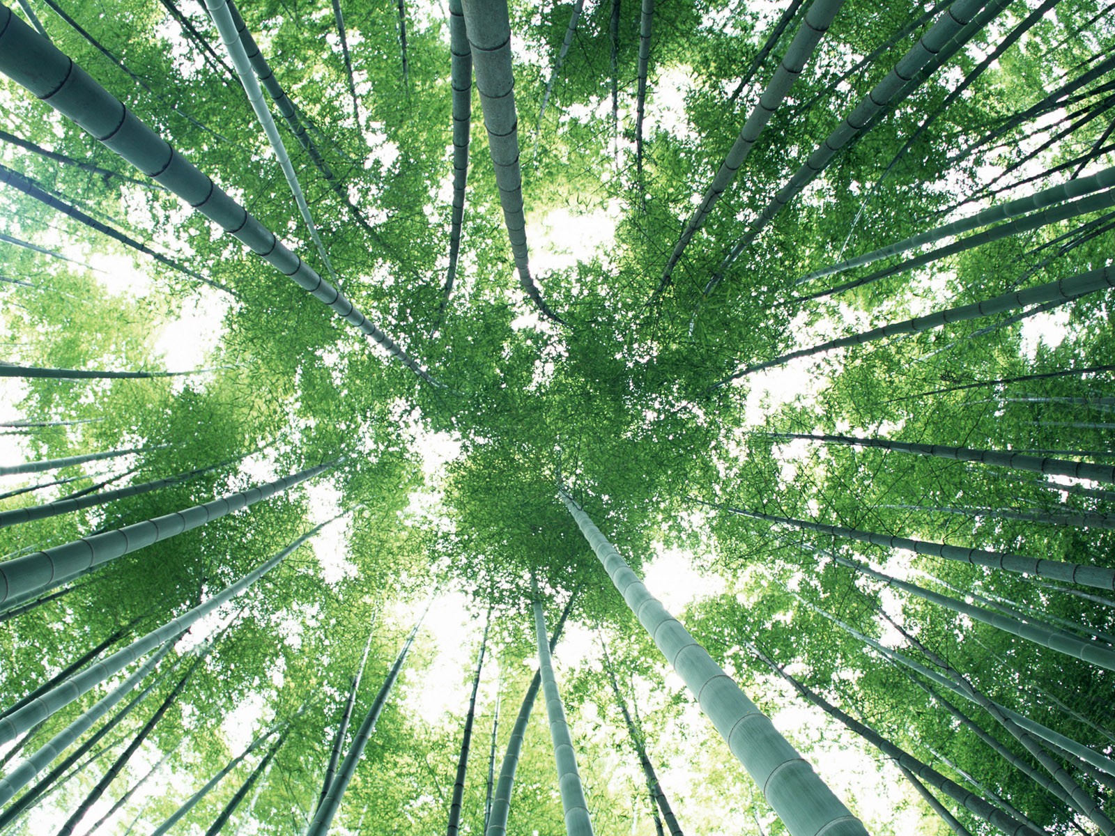 Papel tapiz verde de bambú #8 - 1600x1200