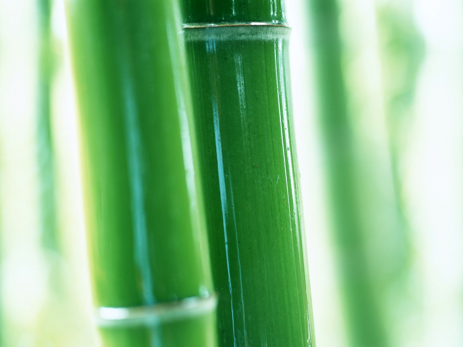 Papel tapiz verde de bambú #9 - 1600x1200