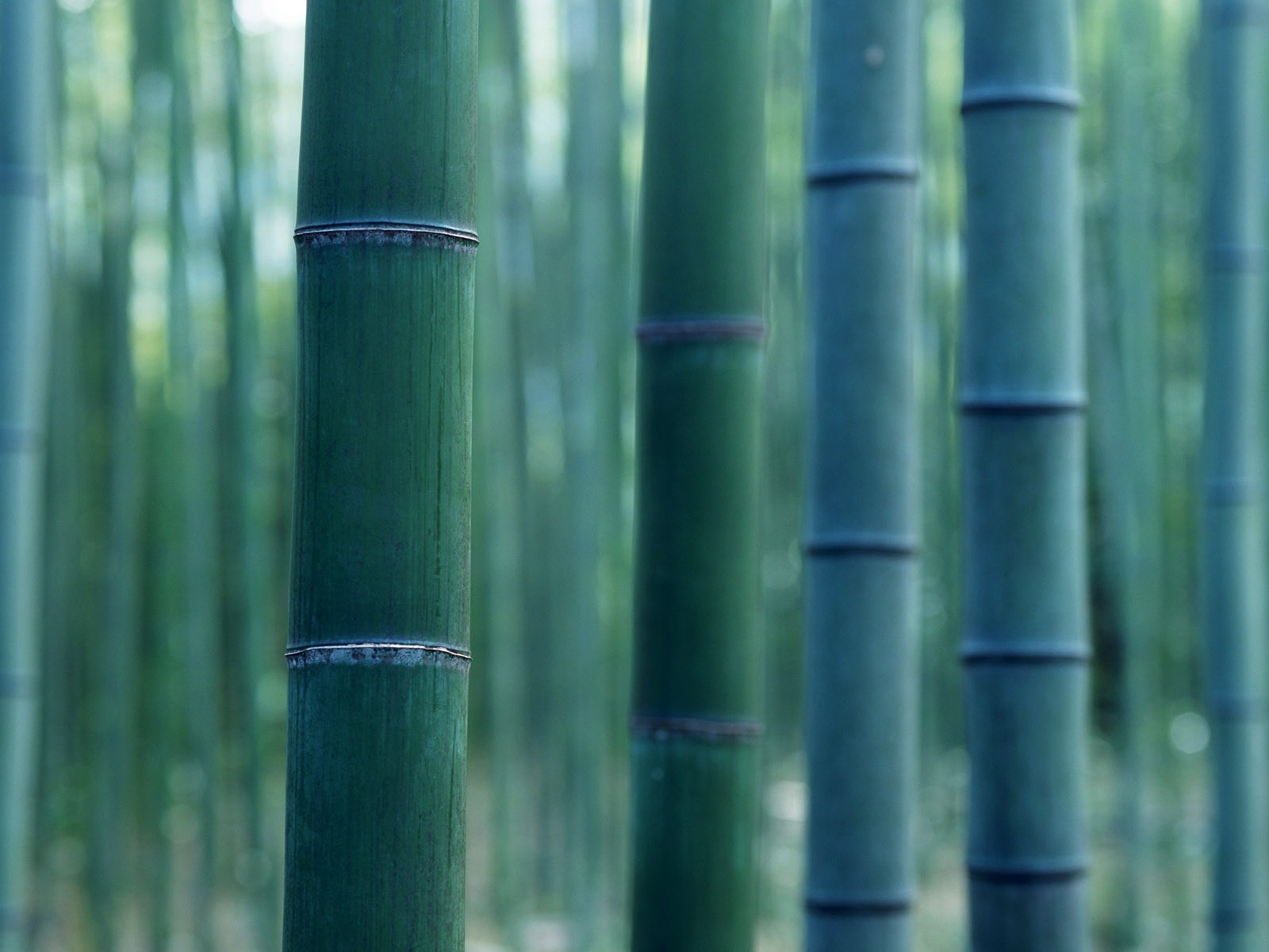 Papel tapiz verde de bambú #15 - 1600x1200