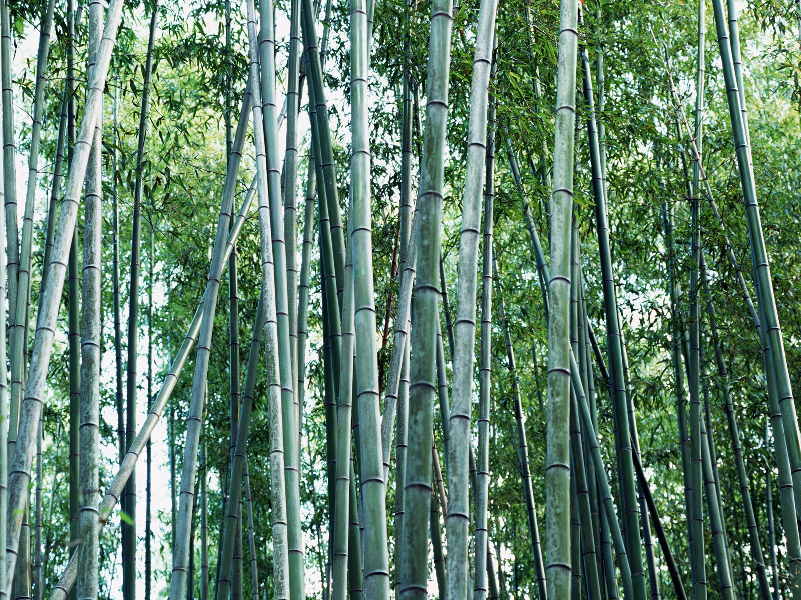 Papel tapiz verde de bambú #18 - 1600x1200