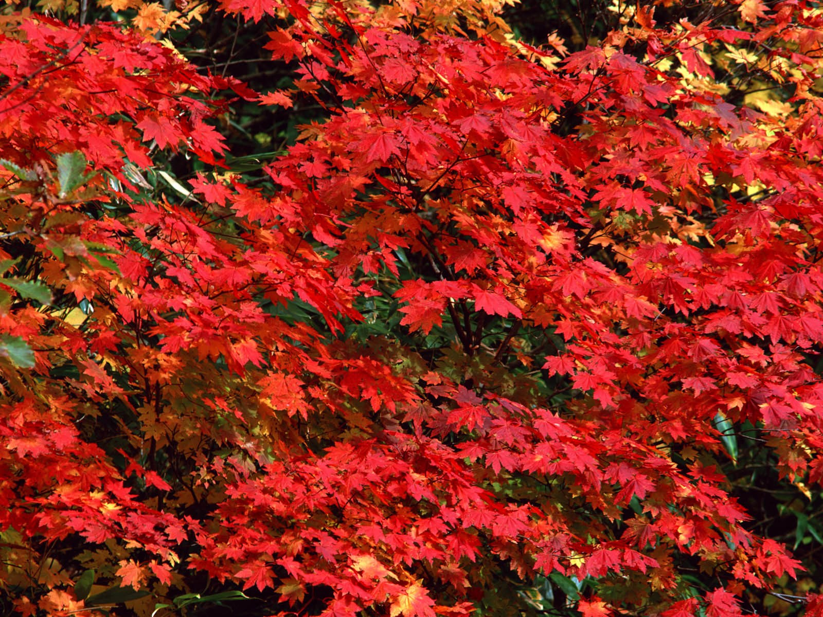 Leaves HD Wallpapers Album #29 - 1600x1200