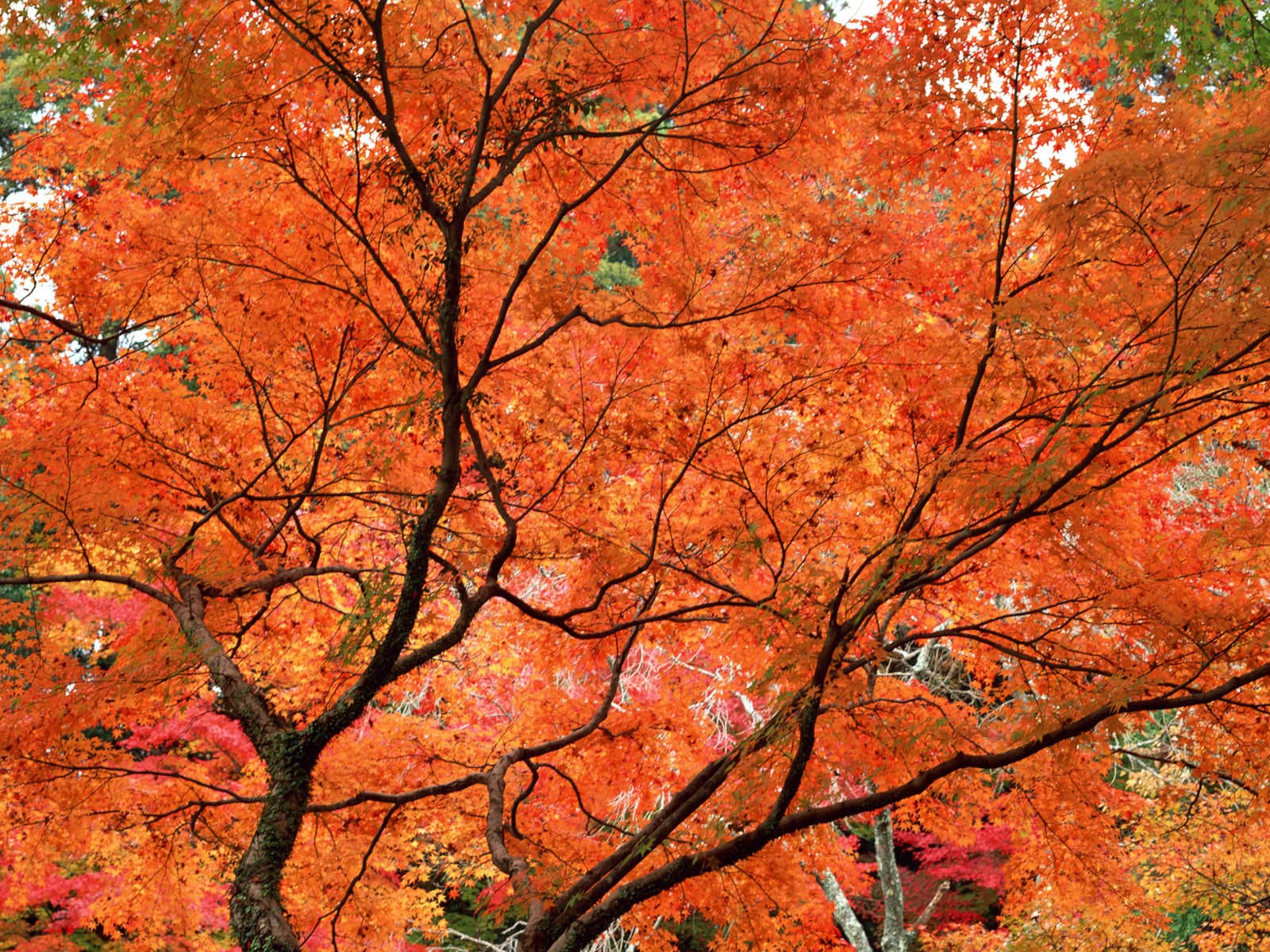 紅葉高清壁紙專輯 #35 - 1600x1200