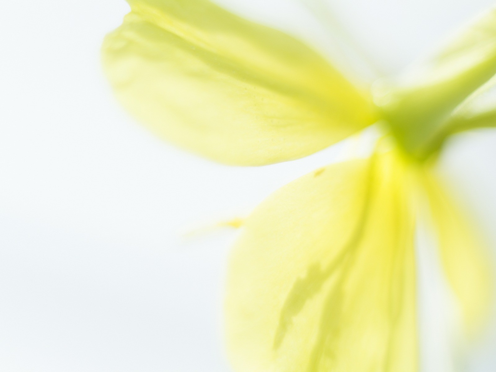 Soft Focus květina Tapeta #18 - 1600x1200