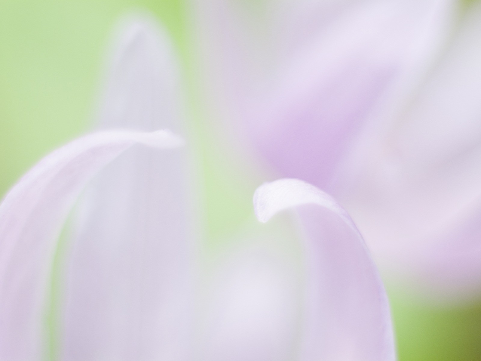 Soft Focus květina Tapeta #19 - 1600x1200